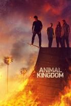 Animal Kingdom - Staffel 6