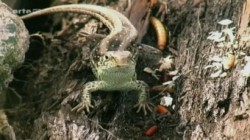 Xenius - Bluehende Blumenwiesen Sind sie noch zu retten