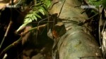 Naked Survival Ausgezogen in die Wildnis S01E05 Nackte Angst im Regenwald 