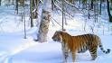 360 Grad Geo Reportage - Sibirien - Im Reich des Amur Tigers